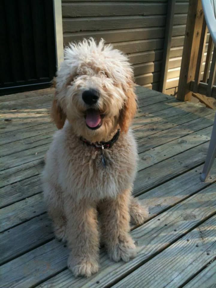 Our family of dogs at home