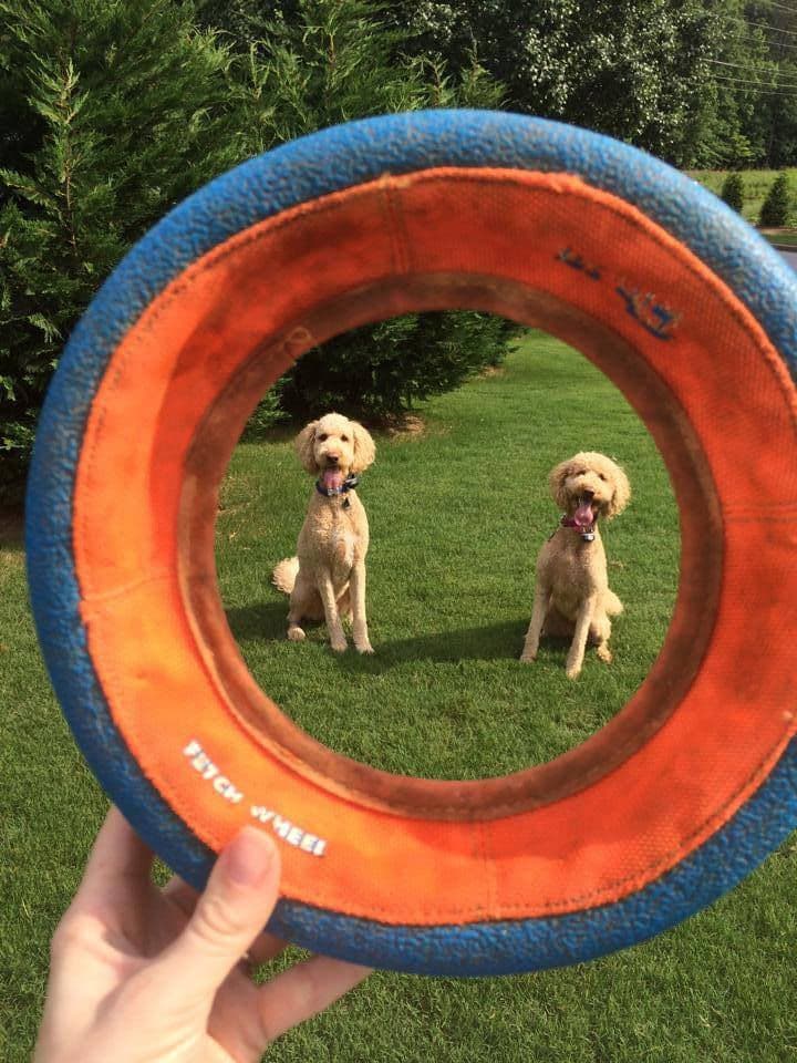 Two of our doodles playing in the yard
