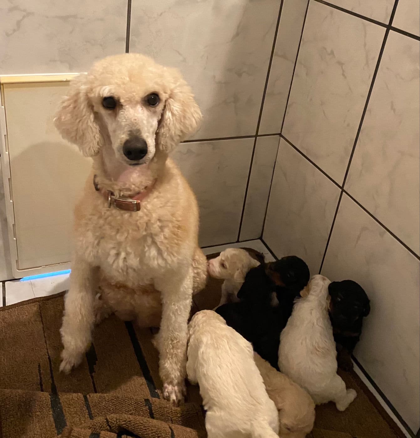 Poodles raised by Pampered Pupps