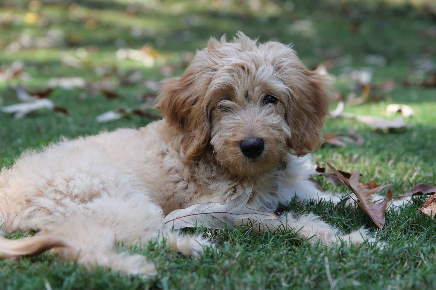 Goldendoodles raised by Pampered Pupps