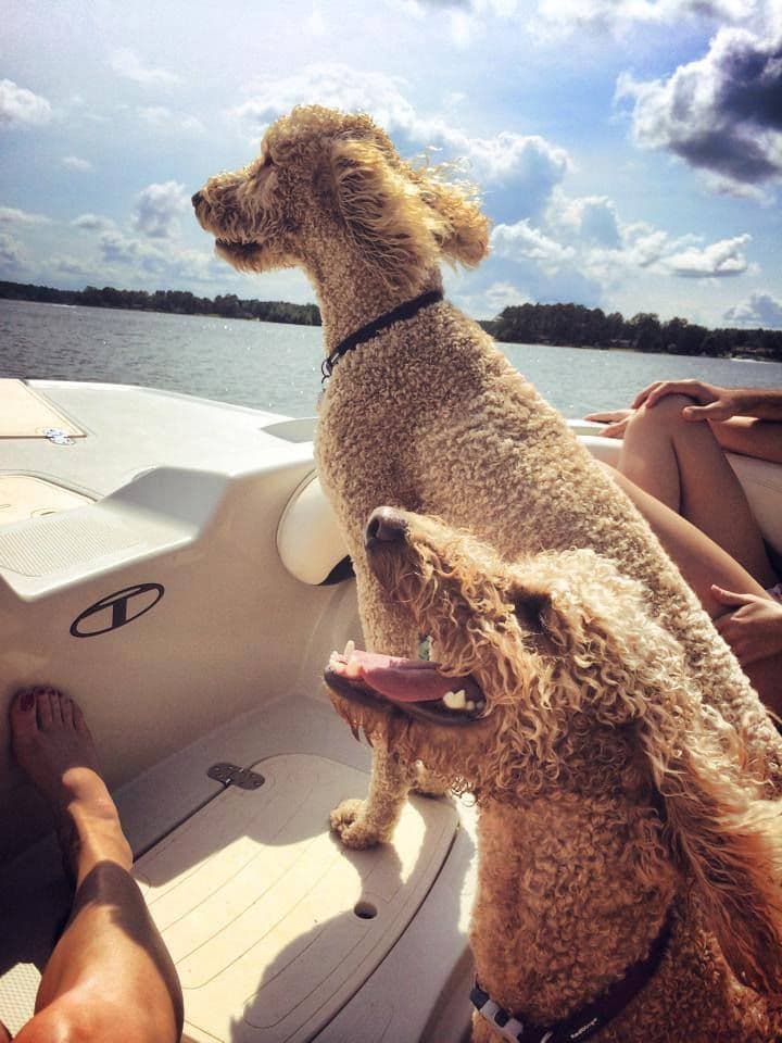 Two of our poodles out on the lake